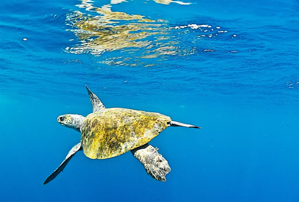 Buceo en Acapulco